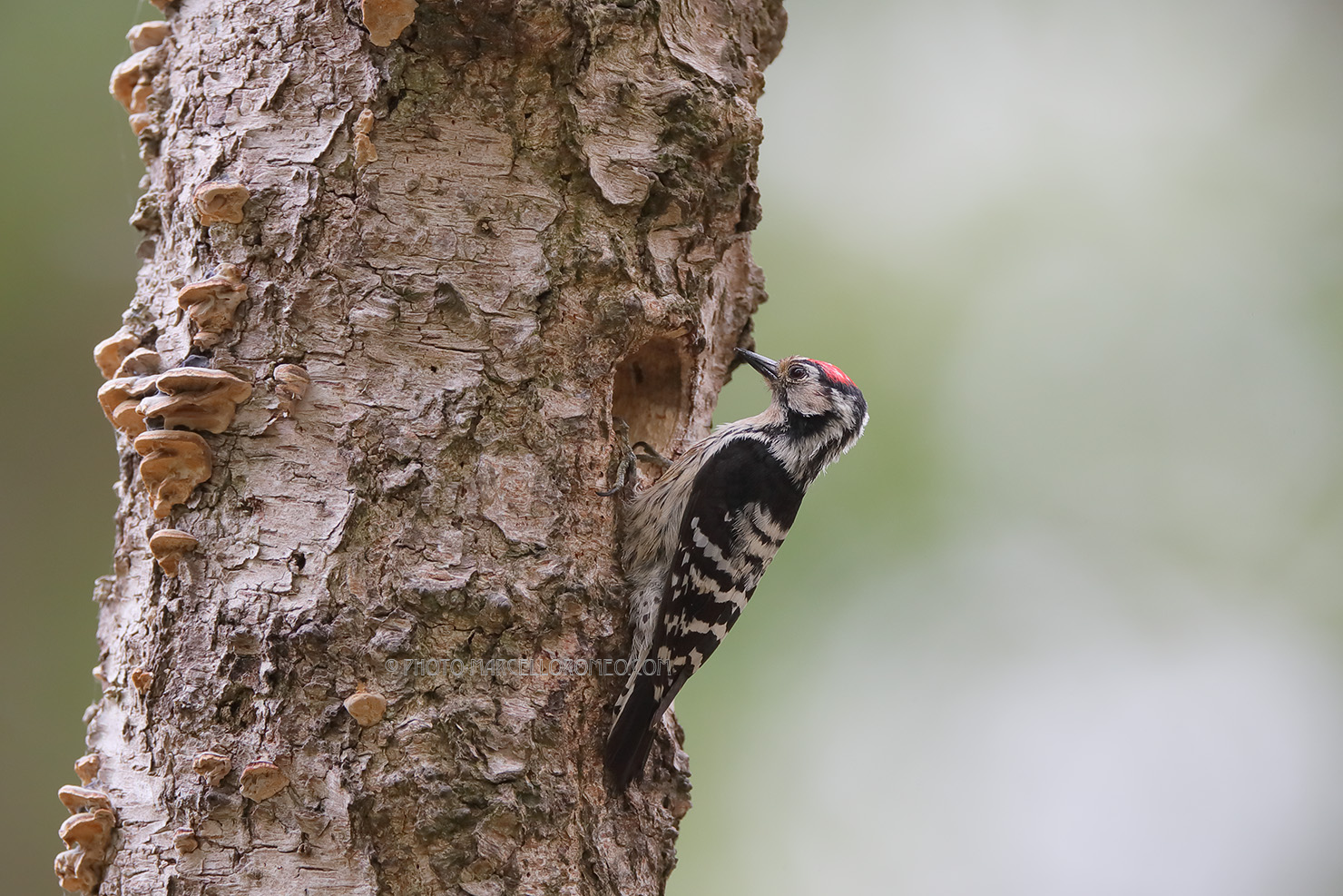 Kleine Bonte Specht; Lesser Spotted Woodpecker; Dryobates Minor