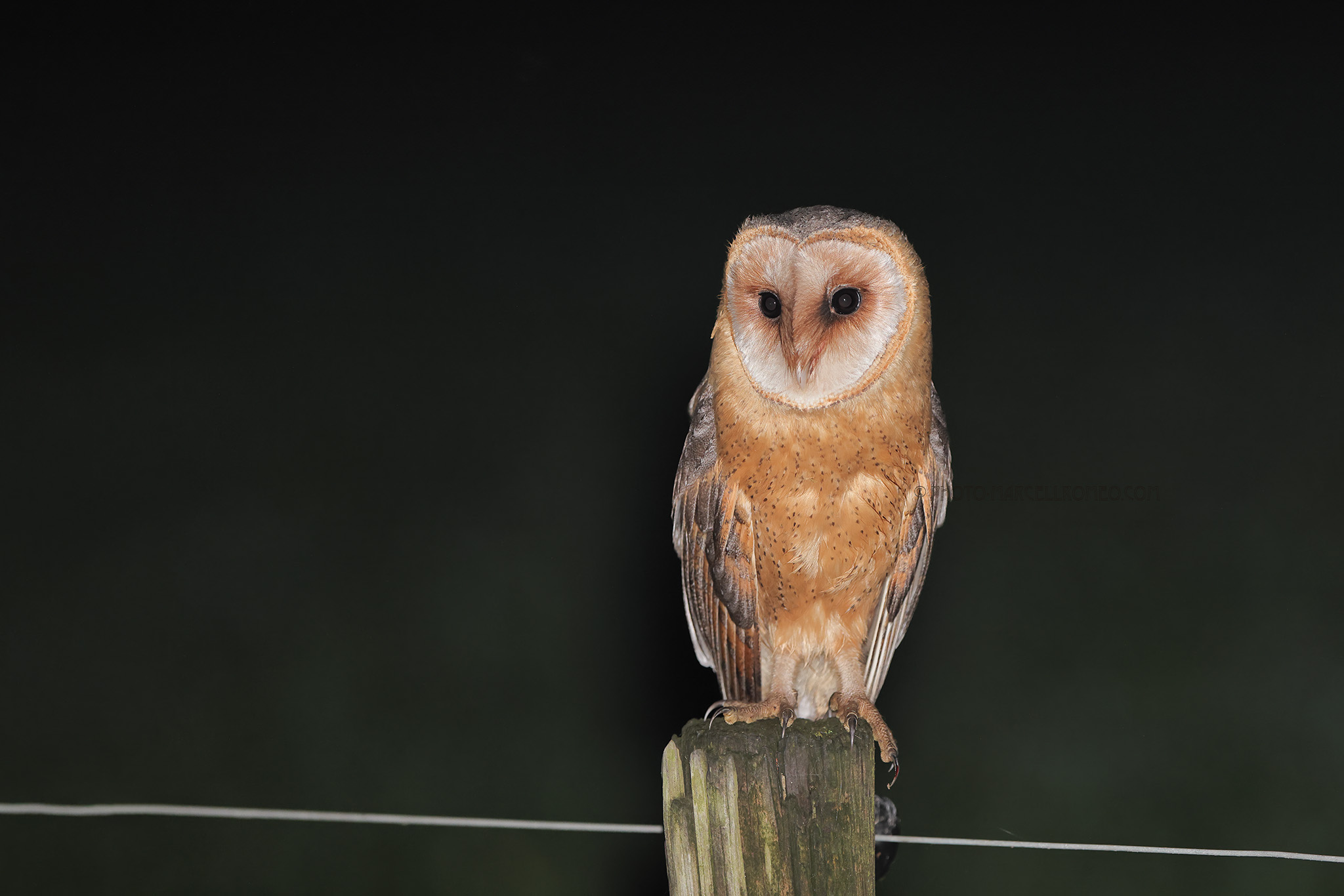 Kerkuil; Barn Owl; Tyto Alba