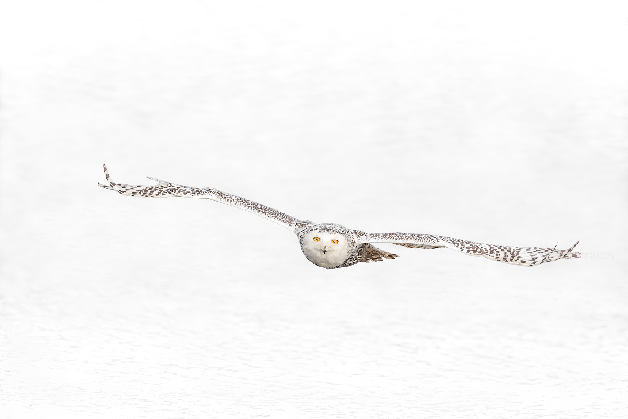Sneeuwuil; Snowy Owl; Bubo scandiacus