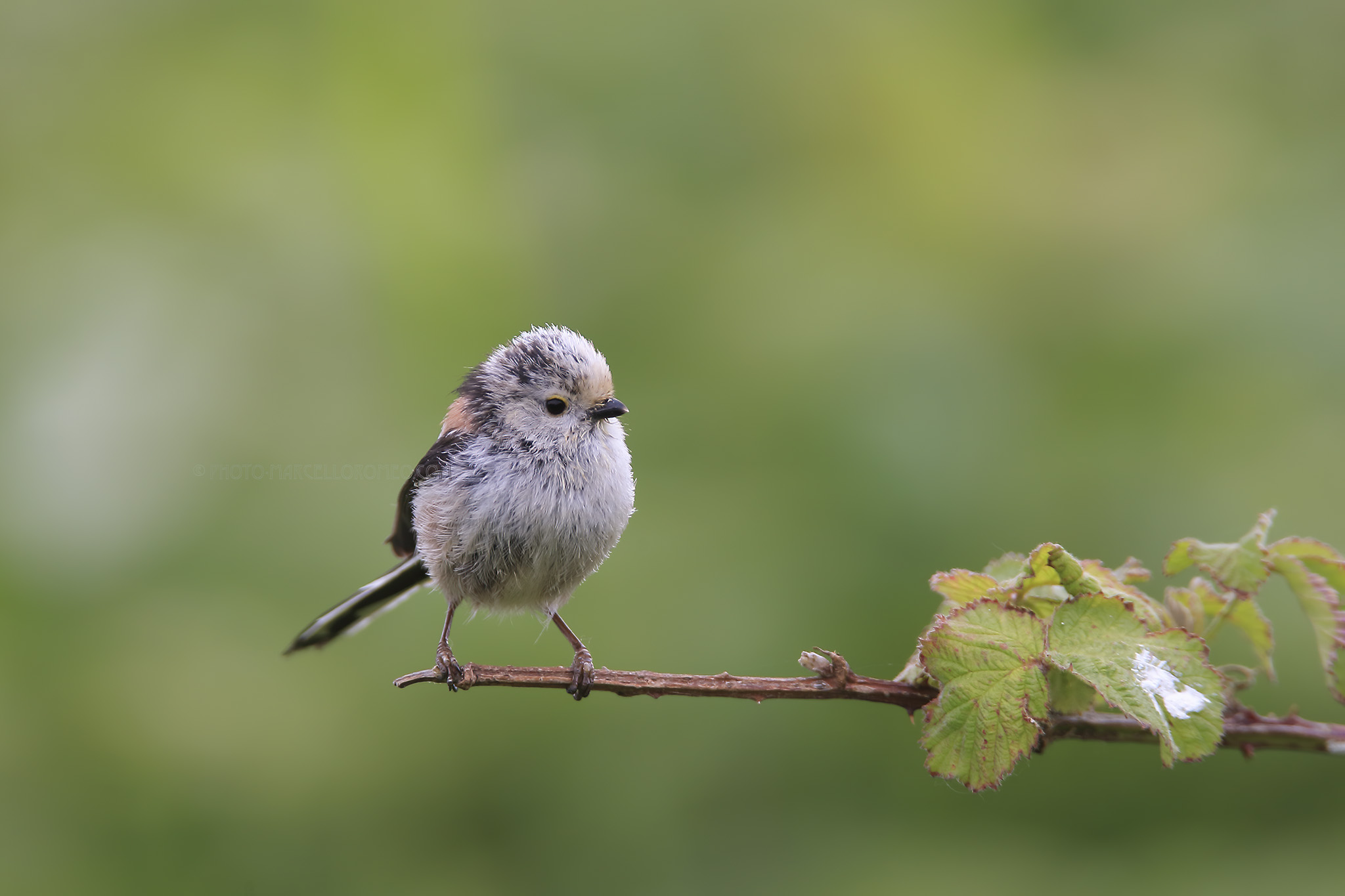 Staartmees; Long-tailed Tit; Aegithalos caudatus