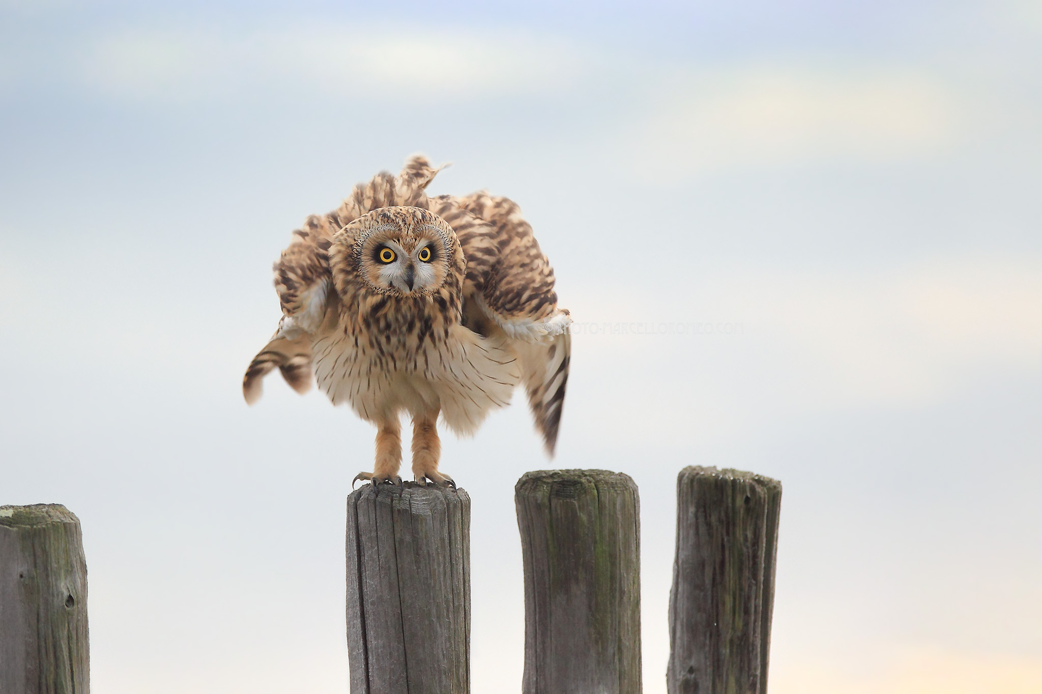 Velduil; Short-eared Owl; Asio Flammeus