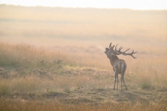 Edelhert; Red Deer; Cervus Elaphus