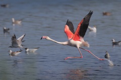 Gewone Flamingo; Greater Flamingo; Phoenicopterus Roseus