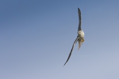 Giervalk; Gyrfalcon; Falco rusticolus