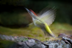 Groene Specht; European Green Woodpecker; Picus Viridis