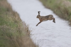 Haas; European Hare; Lepus europaeus
