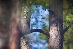 Laplanduil; Great Grey Owl; Strix nebulosa