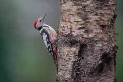 Middelste Bonte Specht; Middle Spotted Woodpecker; Dendrocoptes medius