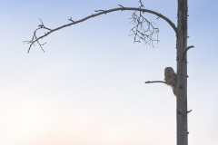 Oeraluil; Ural Owl; Strix uralensis