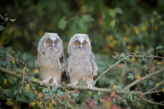 Ransuil; Long-eared Owl; Asio Otus