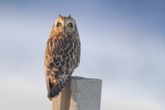 Velduil; Short-eared Owl; Asio Flameus