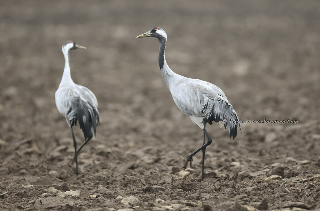 Kraanvogel_Common Crane_Grus Grus_Marcelloromeo_12087